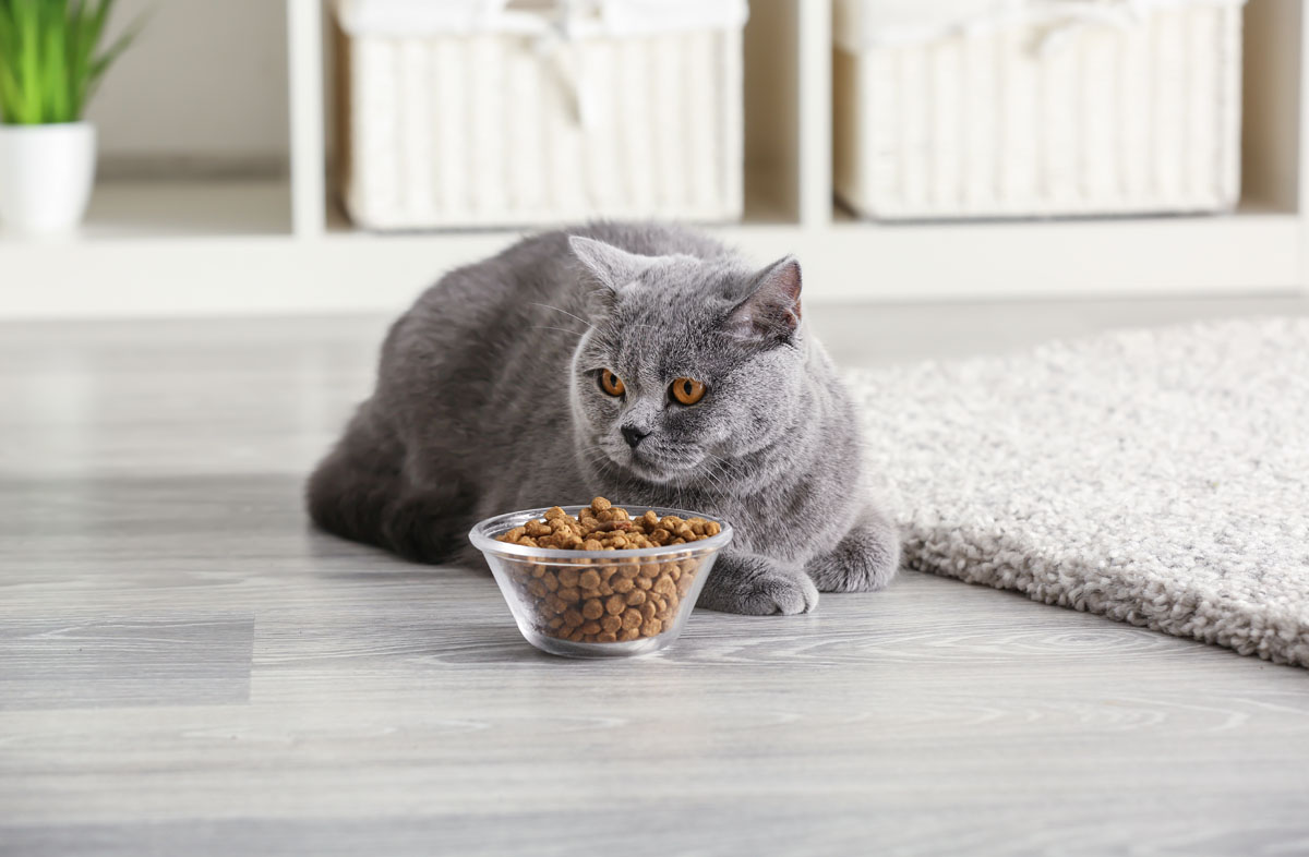 Кошачий корм для чувствительного пищеварения