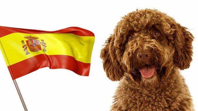 Испанский корм для собак