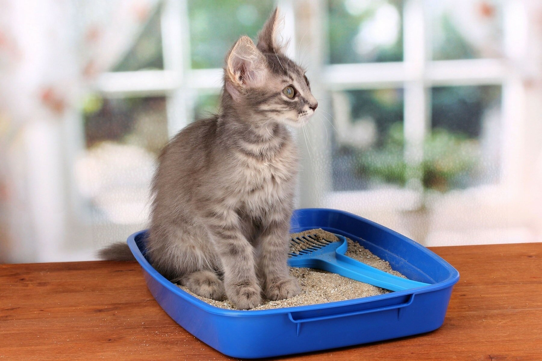 Лечебный корм при запорах у кошек – купить корм от запоров для котов в  Petslike.net