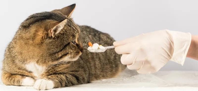 комплекс вітамінів для котів