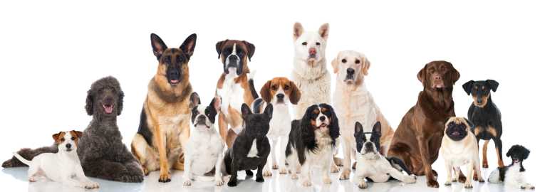 Классификация пород собак по размеру