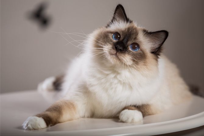 Гипоаллергенные кошки - лучшие породы для аллергиков