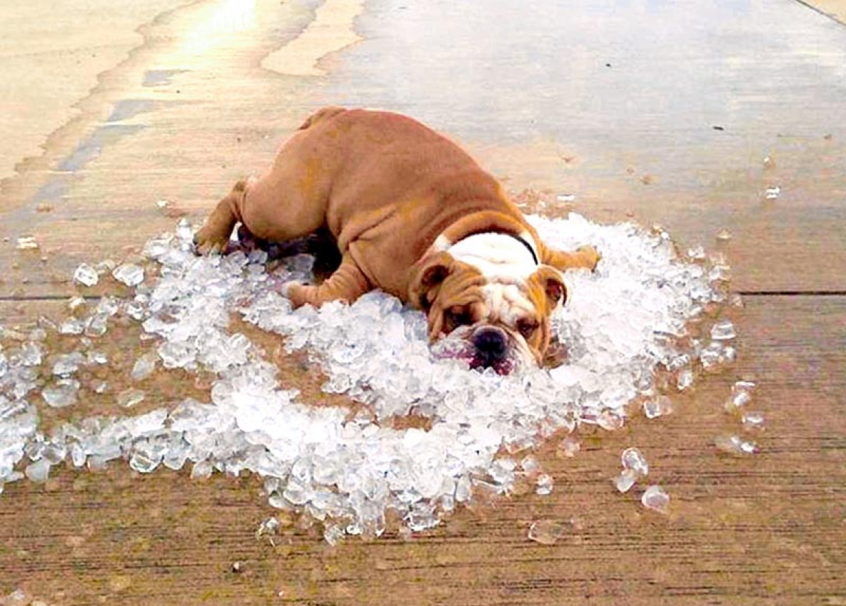 Как защитить домашних животных от жары и перегрева