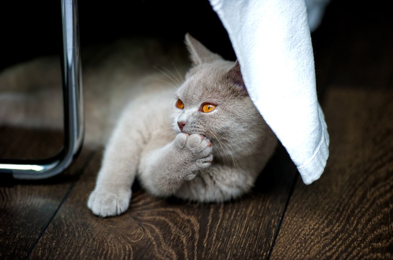 Все о британских кошках: особенности характера, уход и кормление | Блог  Petslike