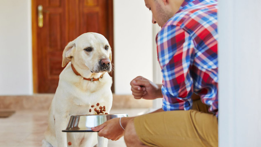 Собака не ест: что делать, если собака отказывается от еды