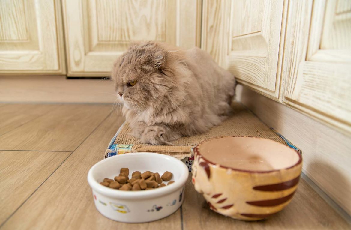 как кормить кота если он отказывается от еды
