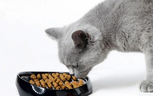 рейтинг вологих кормів для котів в Україні